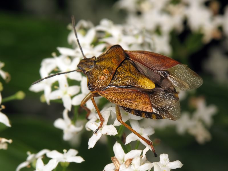 Carpocoris purpureipennis (De Geer, 1773)